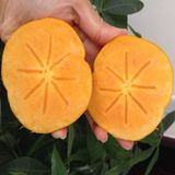 轻拉白马