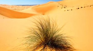 植物故事：像撒哈拉植物一样活着