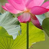 鲁南玉米