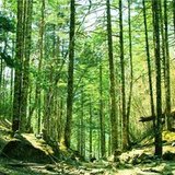 邱淼淼