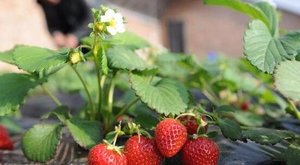 分享我自己在家种草莓的经历