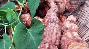 少年白发不用愁，可以试试何首乌