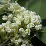 郑茂明