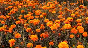 冬天怎么养护和修剪菊花