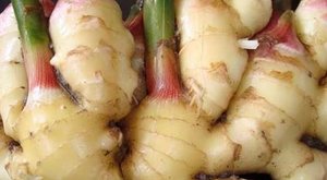 种生姜的好时节，不再花钱买