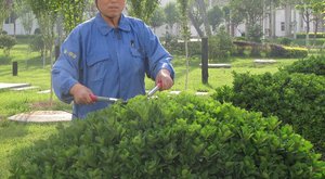 对植物冬季剪枝的做法和好处