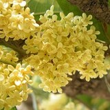 逐水而居