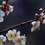 花开两岸