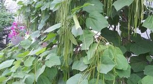 梓树