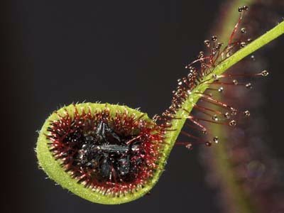 世界最敏感的植物毛氈苔