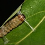 小菁
