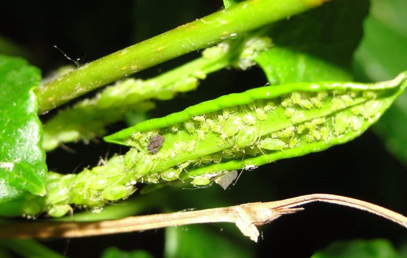植物常见虫害之三:蚜虫