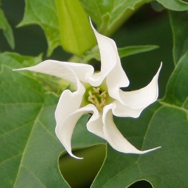 曼陀罗花和闹羊花混合(曼陀罗花和闹羊花混合一起喝会怎么样)