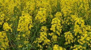 油菜花能吃吗？油菜花去哪里了？