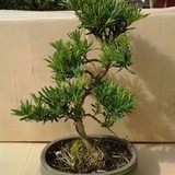 幕子煕