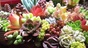 哪些多肉有毒？多肉植物真的会毒害心脏吗？