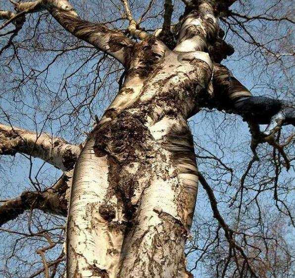 世界上有什么树吓人图片