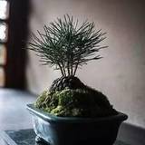 泰岳狂夫