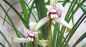 养兰花该如何浇水？