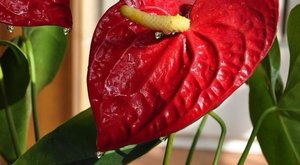 常见三十种有毒的花（一）