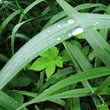 小草儿青又青