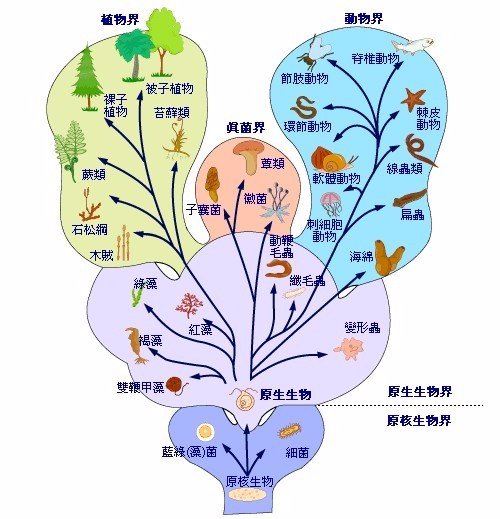 配图:生物分类系统林奈的双名法对于普通人来说确实有些复杂,然而它却
