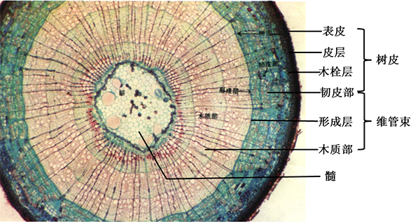用肉眼观察一段茎的横截面,可以看到坚韧的树皮,坚硬的木质部和疏松的