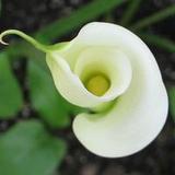 爱喝无糖豆浆