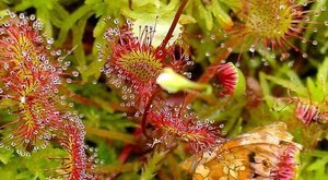 世界最敏感的植物——毛毡苔