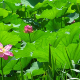 莲叶田田