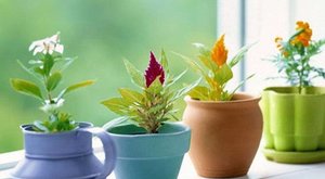 室内不适合养哪些花草？