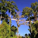 三阳开泰